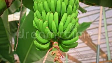 香蕉种植园。 香蕉树，有巨大的绿叶。 一串绿色生长的香蕉.. 有机食品的概念